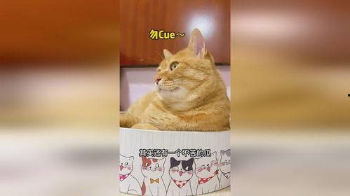 娱乐猫吃瓜